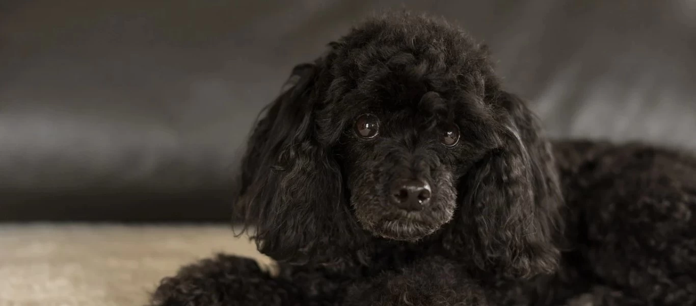 Ισπανία: Γυναίκα σκηνοθέτησε τον θάνατό της - Εντοπίστηκε χάρη στον σκύλο της